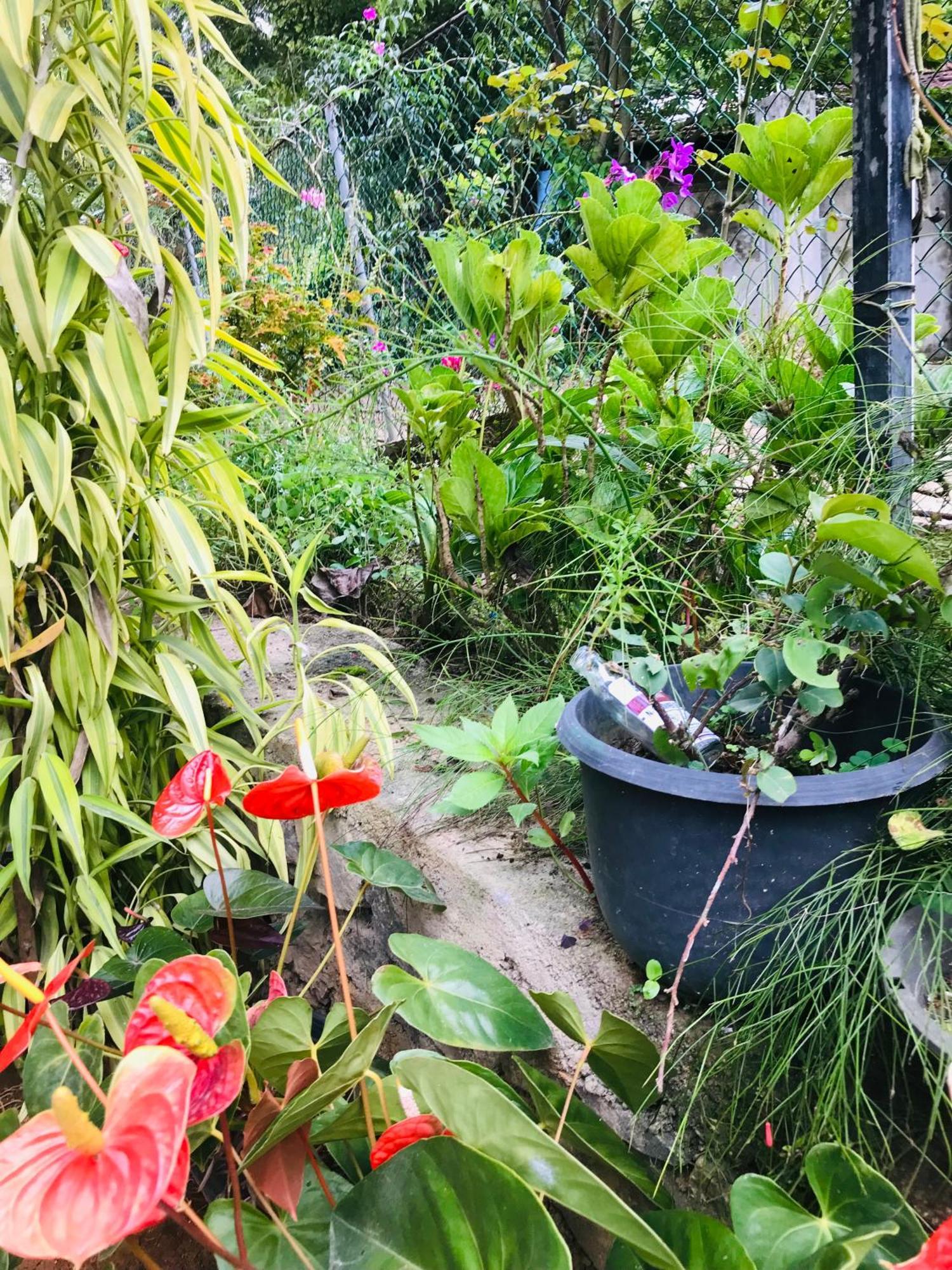 Cinnamon Homestay Ella Kültér fotó