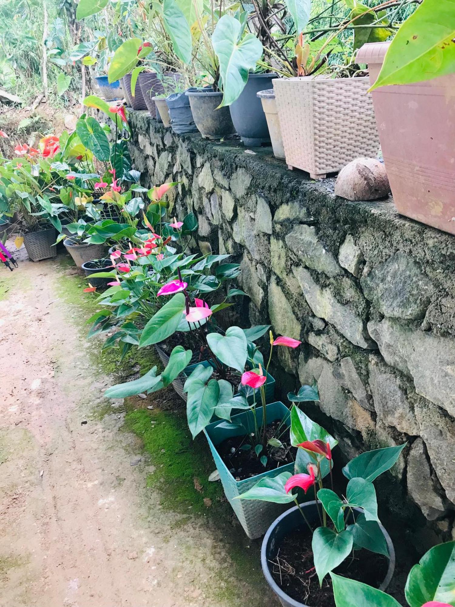 Cinnamon Homestay Ella Kültér fotó