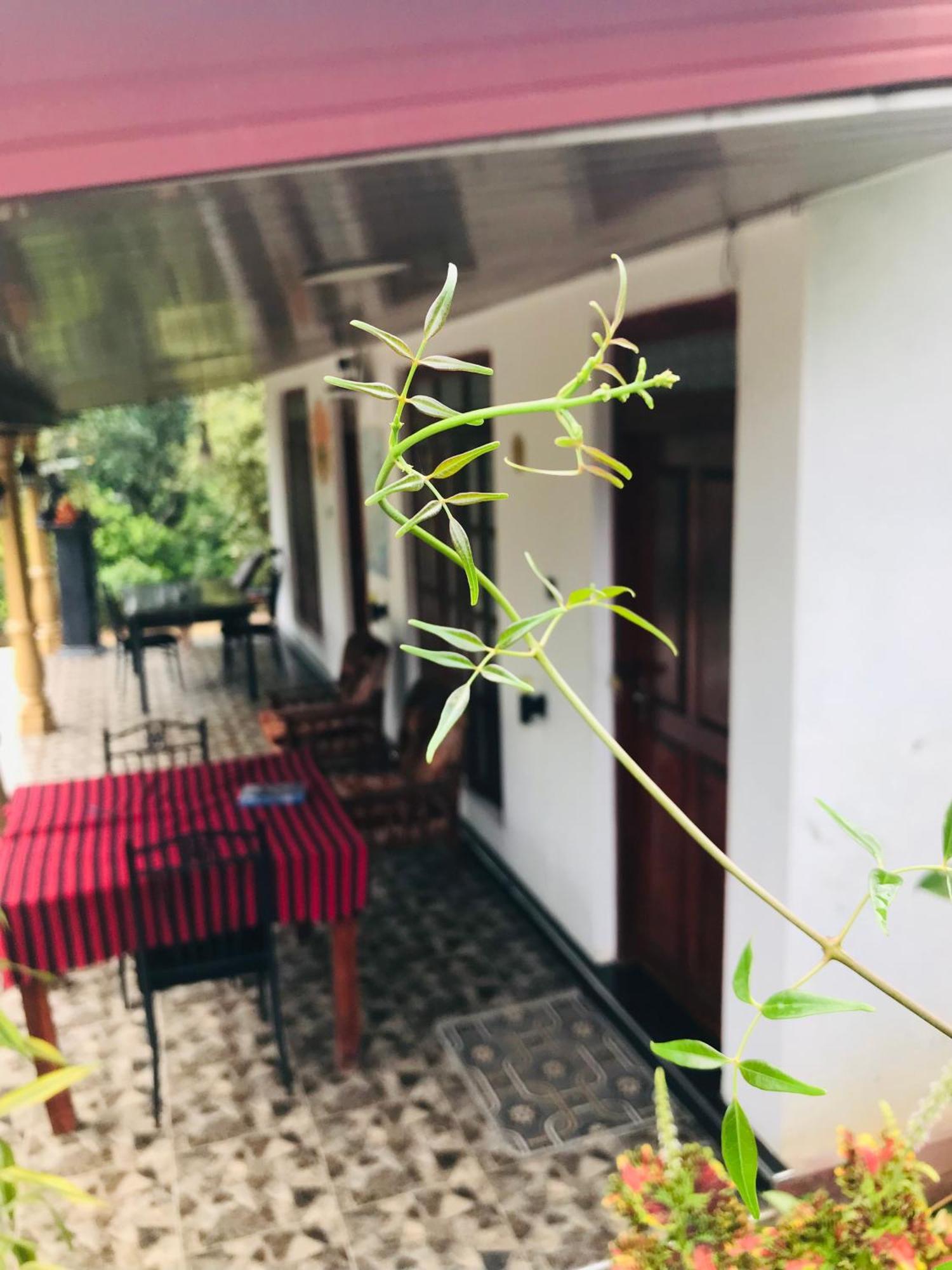Cinnamon Homestay Ella Kültér fotó