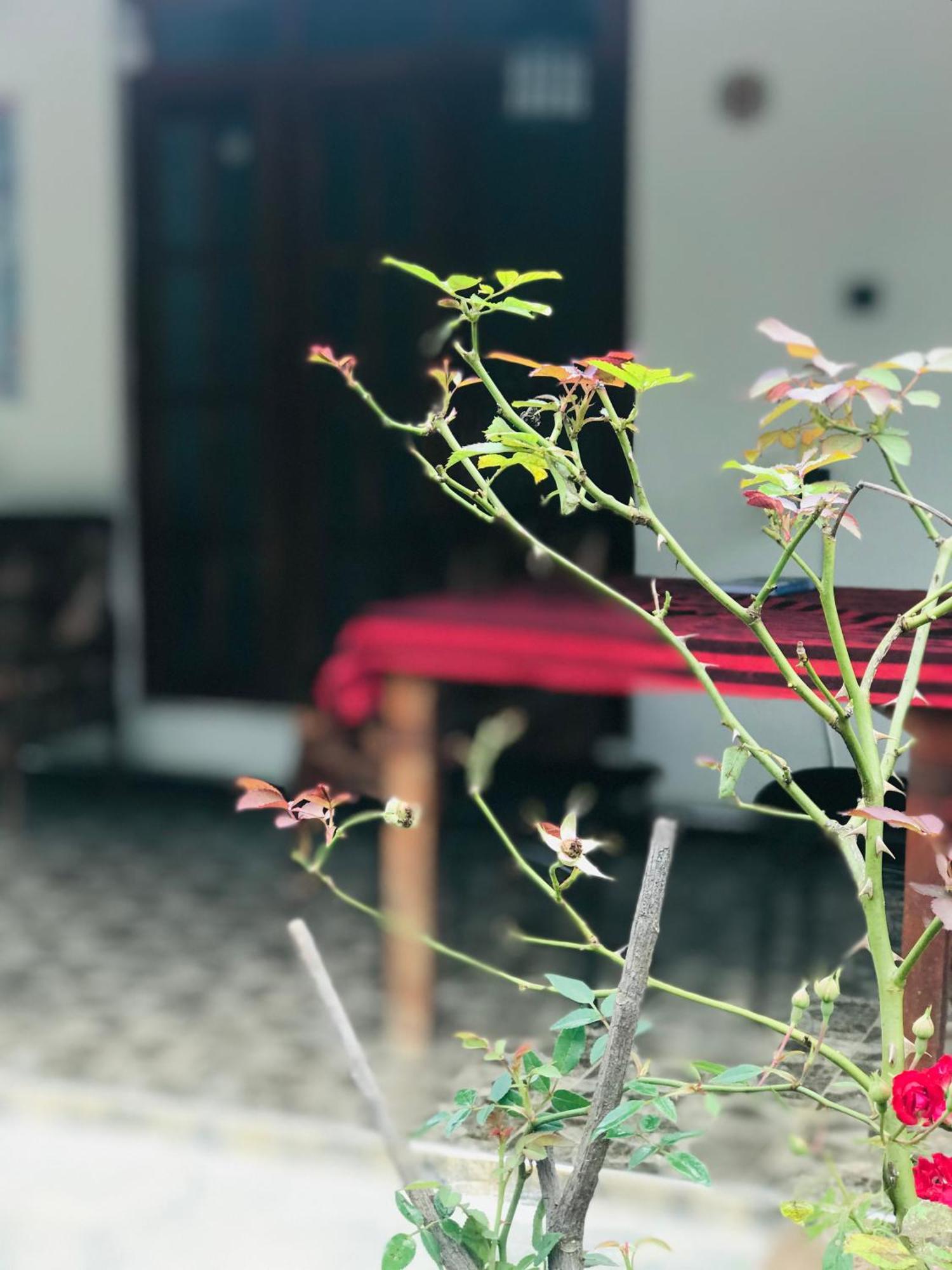 Cinnamon Homestay Ella Kültér fotó