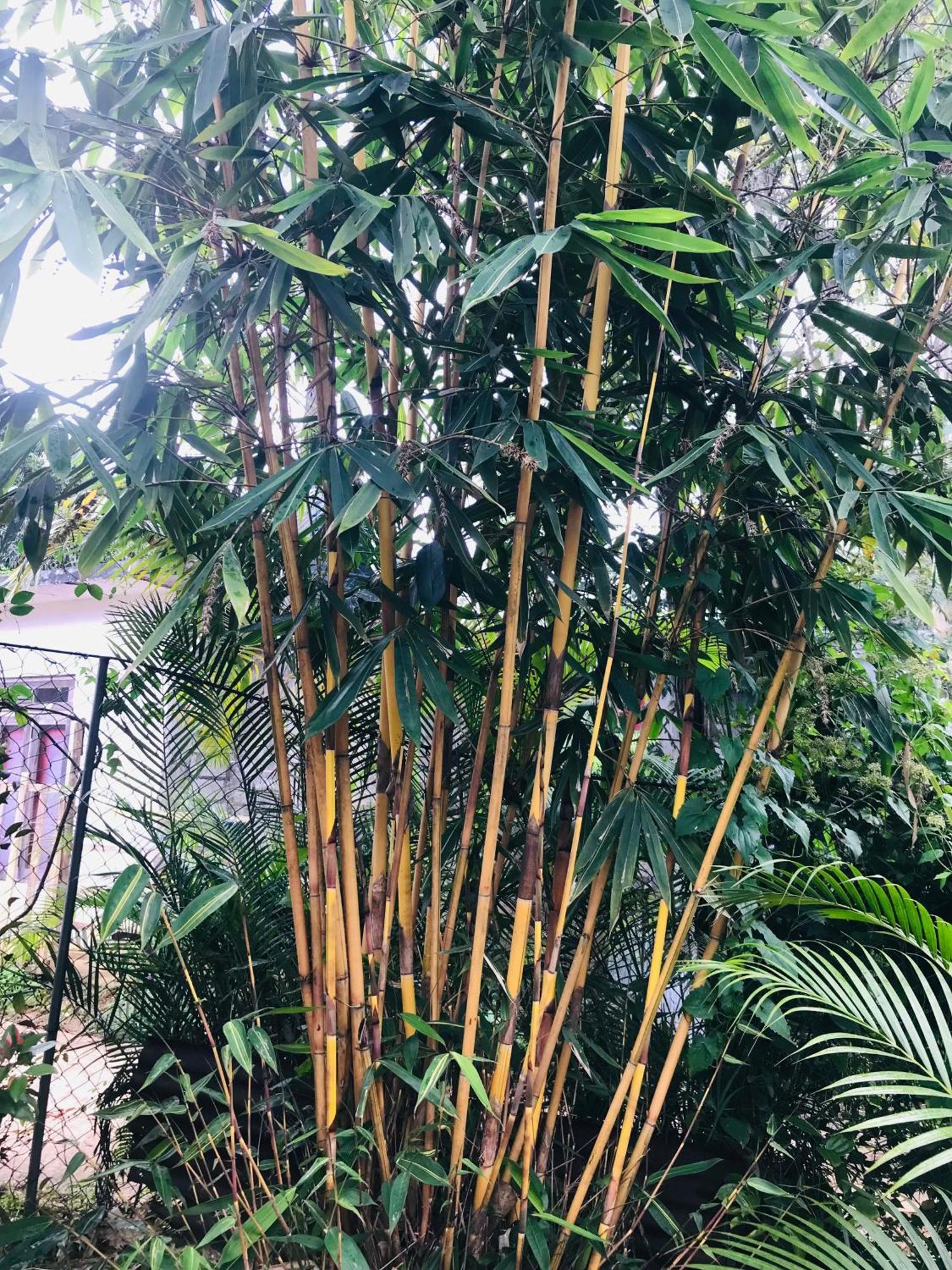 Cinnamon Homestay Ella Kültér fotó