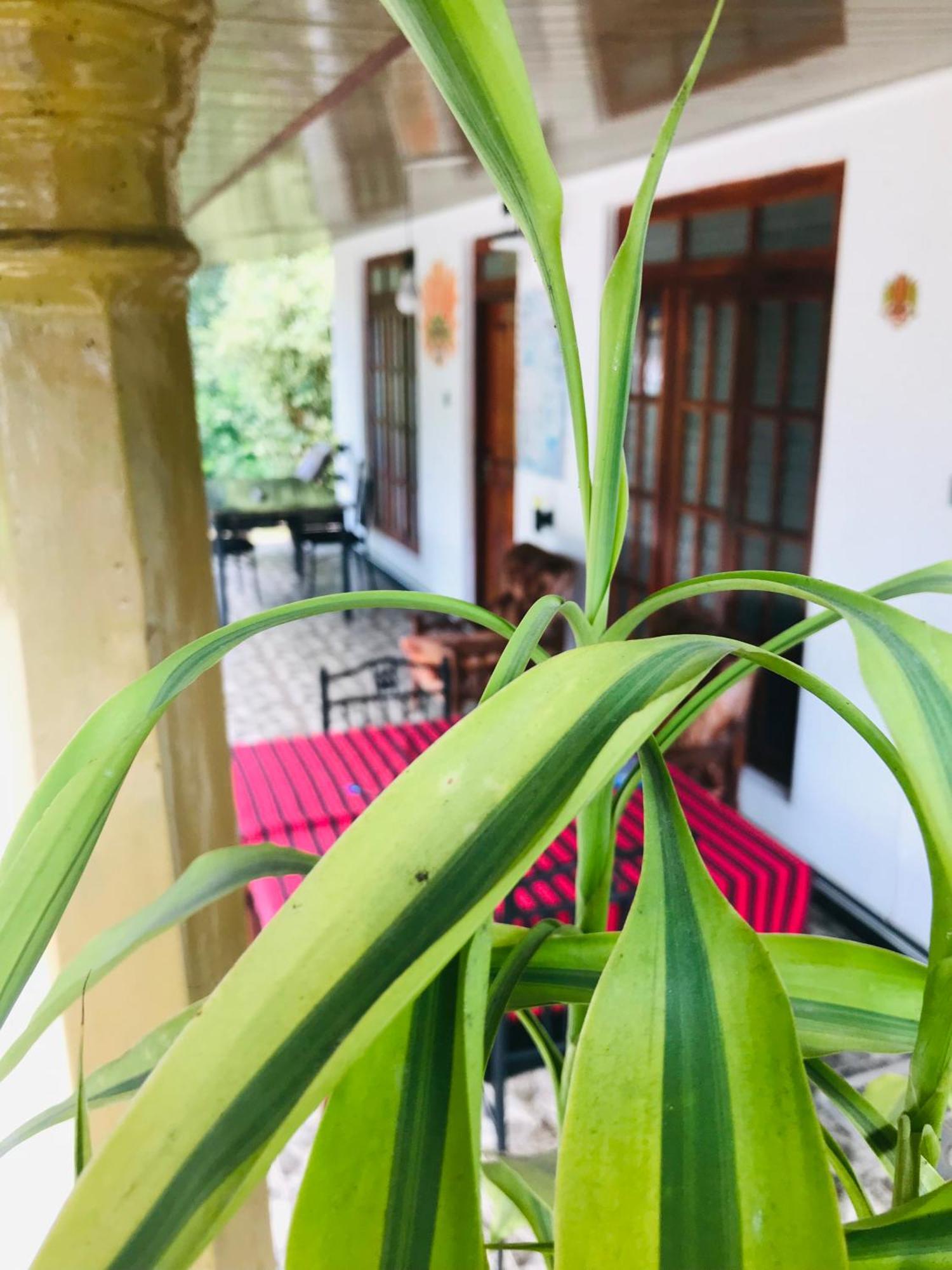 Cinnamon Homestay Ella Kültér fotó